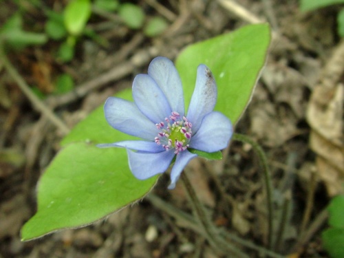 pečeňovník trojlaločný