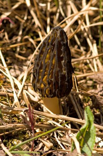 smrčok (bližšie neurčený)