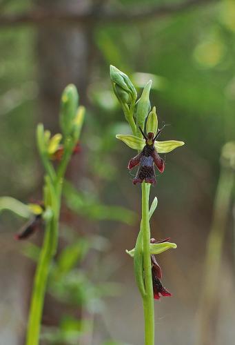 hmyzovník muchovitý
