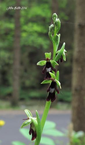 hmyzovník muchovitý