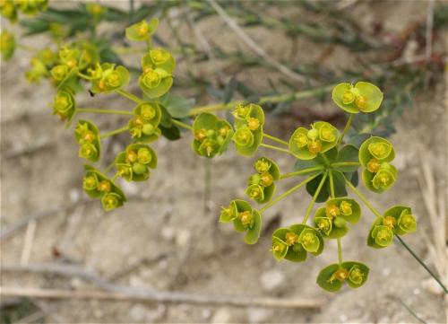 mliečnik Seguierov menší