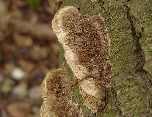 trúdnikovec srstnatý / outkovka Trogova