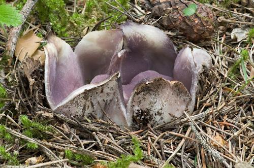 tulipánovka fialová / baňka velkokališná