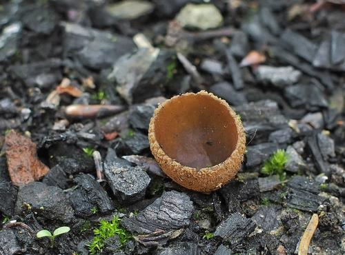 pohárik spáleniskový / zvoneček uhelný