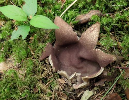 tulipánovka fialová / baňka velkokališná