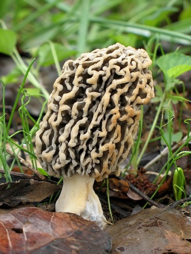 smrčok obyčajný / smrž jedlý