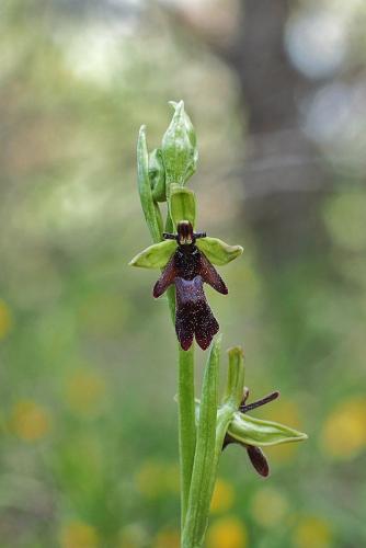 hmyzovník muchovitý