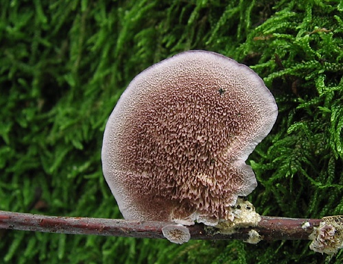 Ryhovec želatinovitý