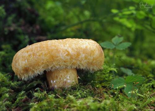 rýdzik nádherný / ryzec statný