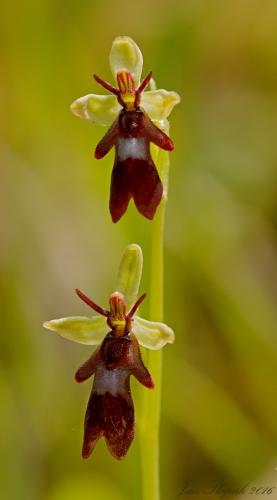 hmyzovník muchovitý