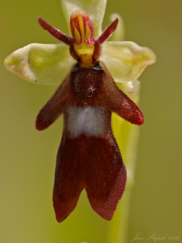 hmyzovník muchovitý