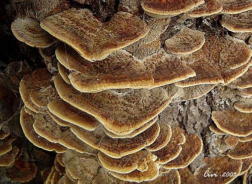 ryšavec lúčový / rezavec lesknavý