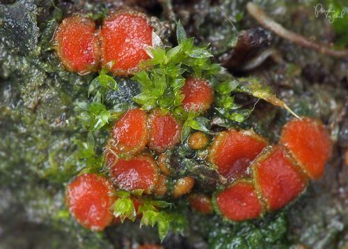 štítovnička / kosmatka maličká