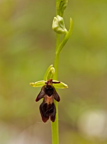 hmyzovník muchovitý