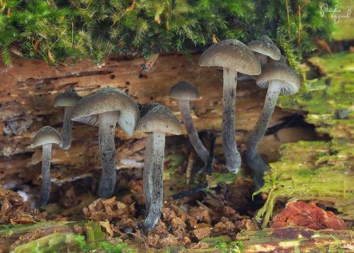 zvončekovec sadzový