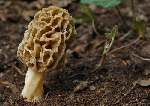 smrčok jedlý / smrž obecný