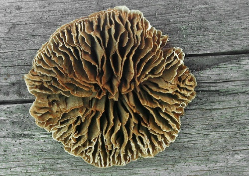 trámovka plotová / trámovka plotní