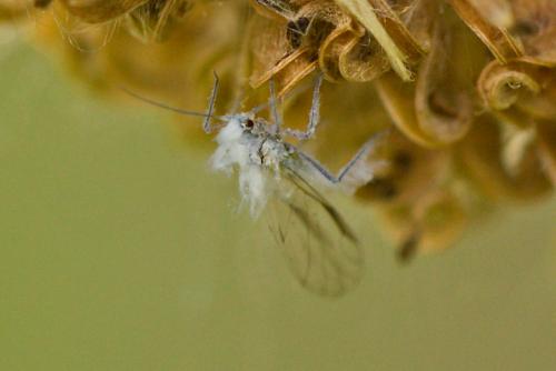 Pemphigidae sp.