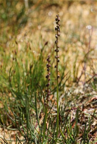 barička prímorská