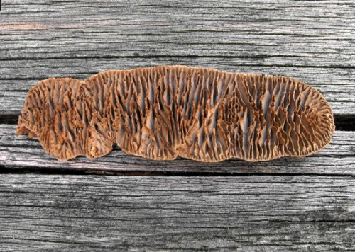 trámovka plotová / trámovka plotní