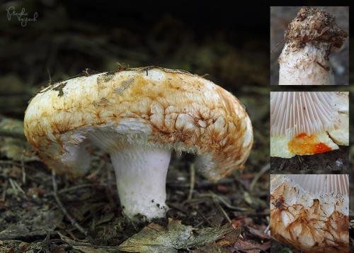 rýdzik slamovožltý / ryzec citronový