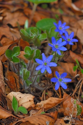 pečeňovník trojlaločný