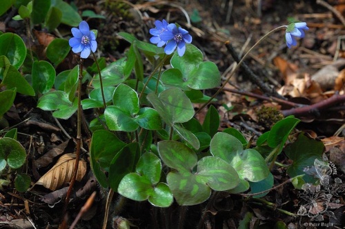 pečeňovník trojlaločný