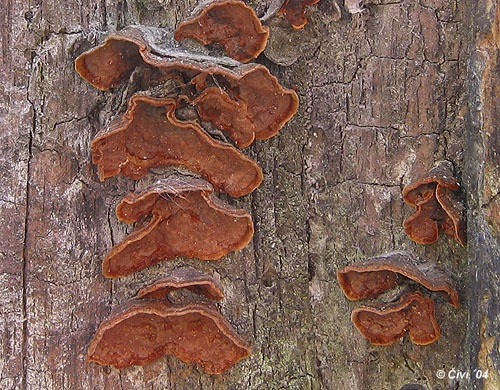 kožnačka hrdzavohnedá / kožovka rezavá
