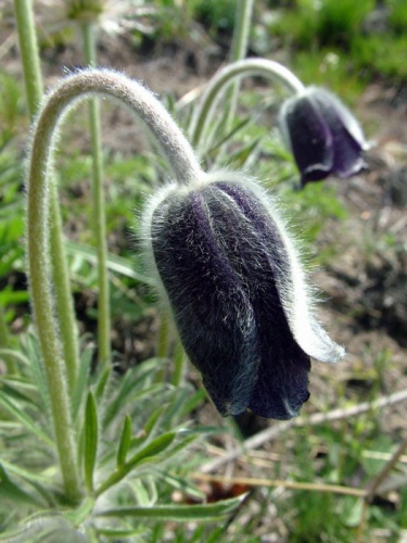 poniklec lúčny český