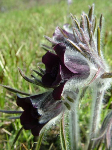 poniklec lúčny český