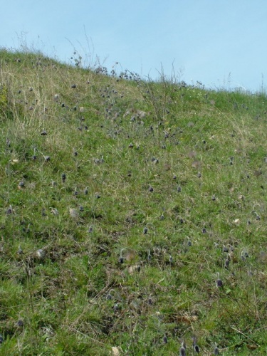 poniklec lúčny český