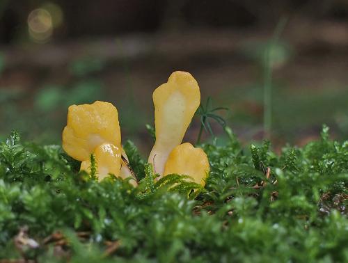 lopatička žltkastá / lopatička kyjovitá