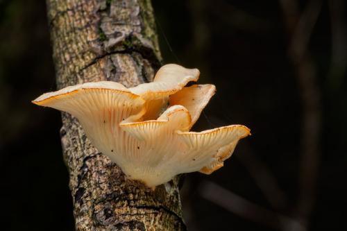 húževnatec voňavý / houževnatec vonný