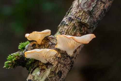 húževnatec voňavý / houževnatec vonný