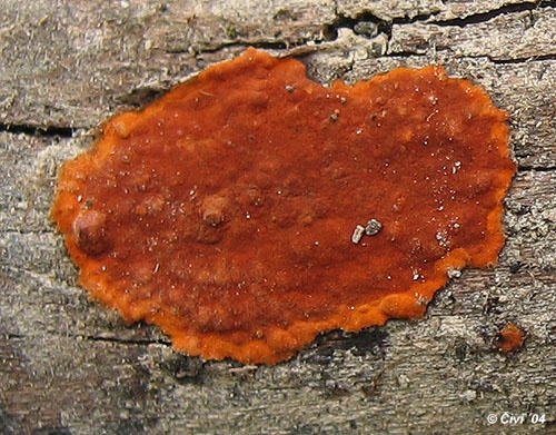Kožnačka