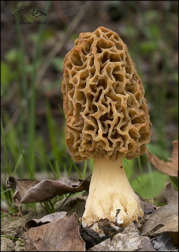 smrčok obyčajný / smrž jedlý