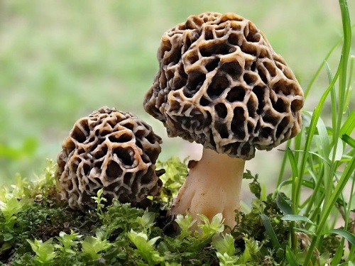 smrčok obyčajný / smrž jedlý