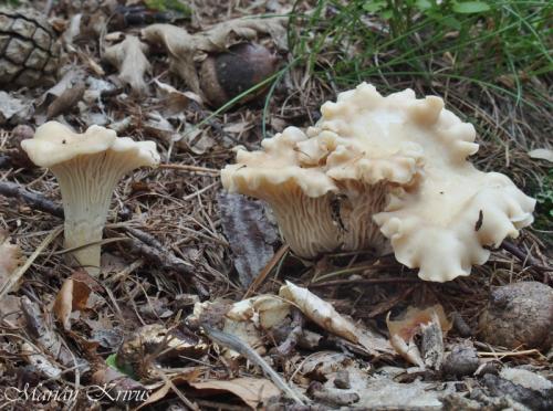 kuriatko hrdzavejúce / liška rezavějící