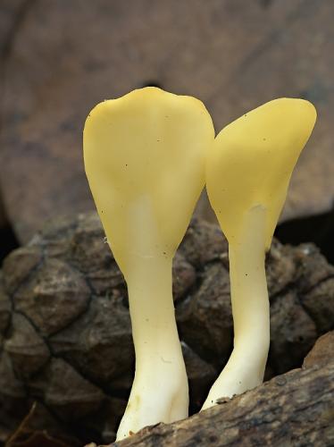 lopatička žltkastá / lopatička kyjovitá
