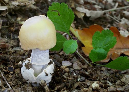 muchotrávka žltooranžová