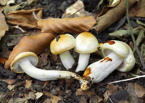 šťavnačka bledá / šťavnatka rezavějící