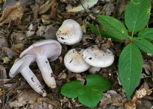 šťavnačka dubová