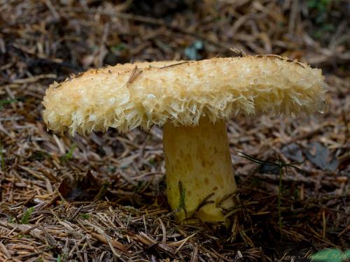 rýdzik nádherný / ryzec statný