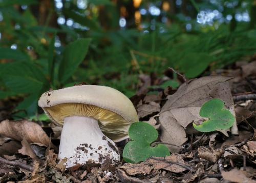 čechratec zavalitý / běločechratka trojbarvá