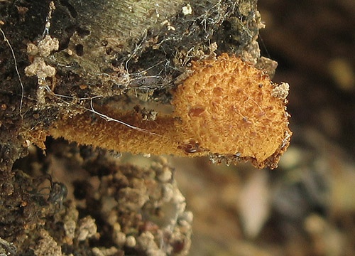 flamulaster ovešaný / kržatka ostnitá