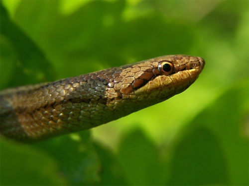 užovka hladká