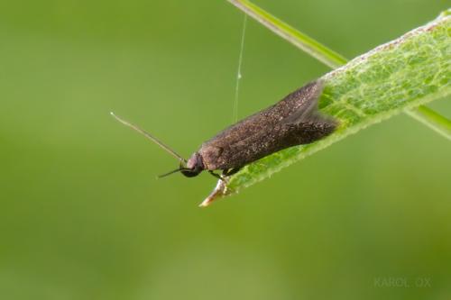 psota