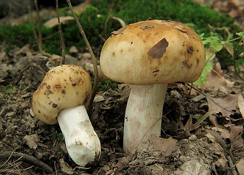 plávka smradľavá / holubinka smrdutá