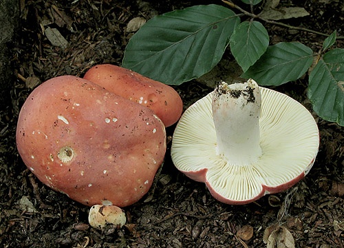 plávka úhľadná / holubinka sličná