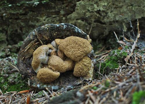 príživnica prášnicovitá / rovetka pýchavkovitá